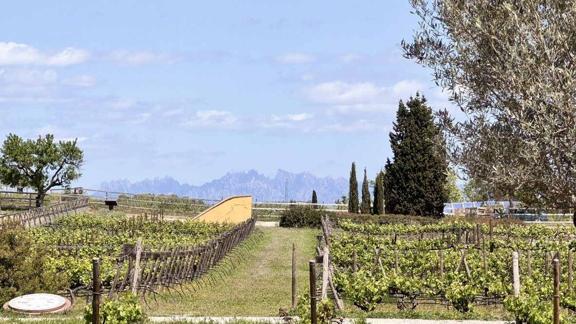 Vines, olives, and Montserrat on the horizon
