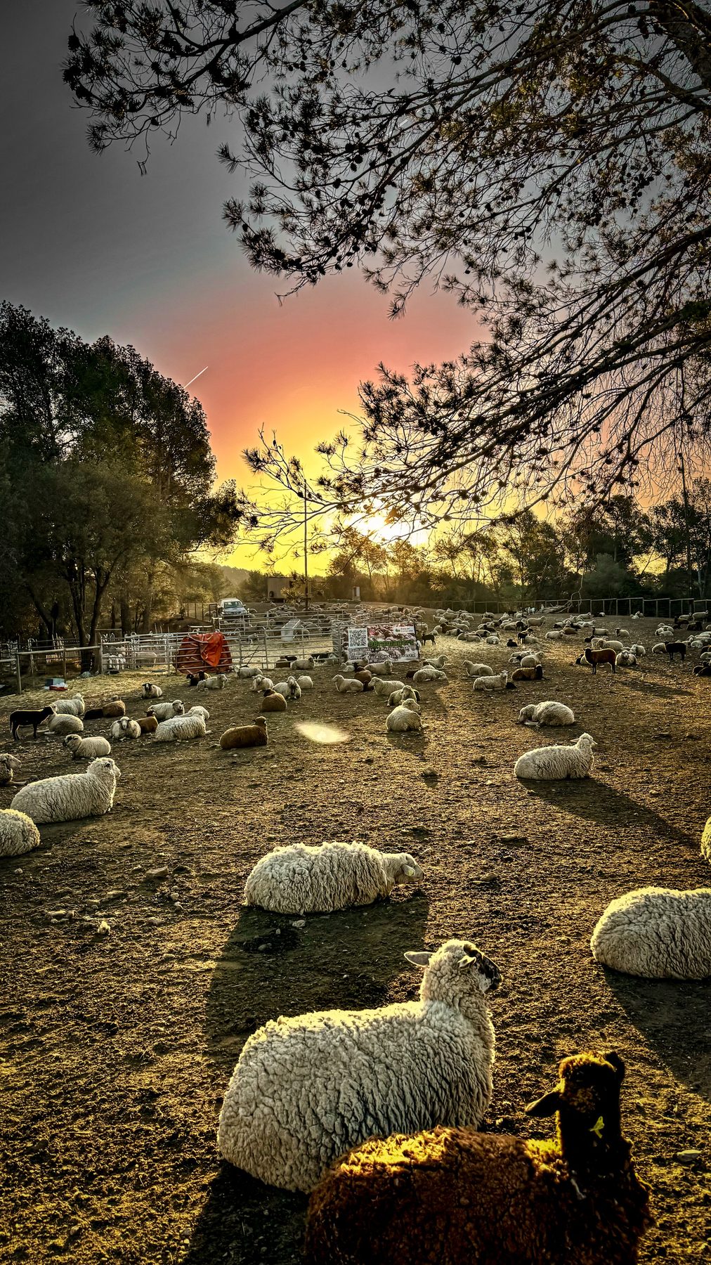 Golden countryside at sunset